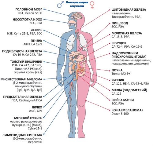 Онкомаркеры Онкомаркеры